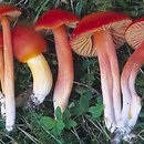 Hygrocybe coccinea (wilgotnica szkarłatna)