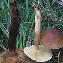 Tricholoma fulvum (gąska żółtobrunatna)