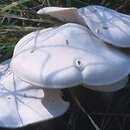 Leucocybe connata (kępkowiec białawy)