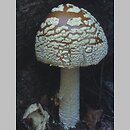 Amanita regalis (muchomor królewski)