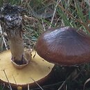 Suillus luteus (maślak zwyczajny)