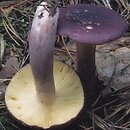 Russula sardonia (gołąbek czerwonofioletowy)