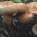 Paxillus (krowiak)