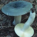 Russula parazurea (gołąbek chmurny)