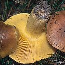 Tricholoma equestre (gąska zielonka)