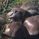 Lyophyllum loricatum (kępkowiec żeberkowano-żyłkowany)