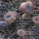 Tephrocybe ambusta (popielatek garbaty)