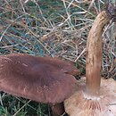 Tricholoma imbricatum (gąska dachówkowata)