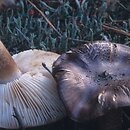 Tricholoma stans (gąska gorzkawa)