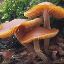 Galerina autumnalis (hełmówka jesienna)