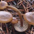 Clitocybe brumalis (lejkówka zimowa)