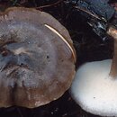 Lentinus brumalis (twardziak zimowy)