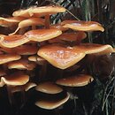 Flammulina velutipes (płomiennica zimowa)