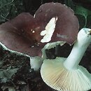 Russula alutacea (gołąbek cukrówka)