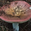 Russula vinosa (gołąbek winnoczerwony)