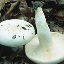 Lactifluus piperatus (mleczajowiec biel)