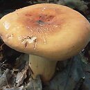 Lactarius volemus (mleczaj smaczny)