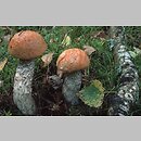 Leccinum versipelle (koźlarz pomarańczowożółty)