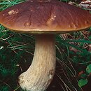 Boletus edulis (borowik szlachetny)