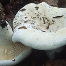 Lactifluus bertillonii (mleczajowiec piekący)