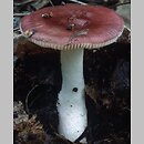 Russula nitida (gołąbek lśniący)