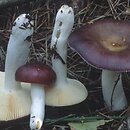 Russula caerulea (gołąbek błękitny)