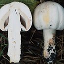 Agaricus xanthodermus (pieczarka karbolowa)