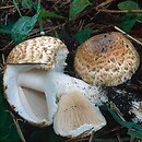 Agaricus subperonatus (pieczarka kompostowa)