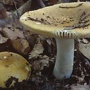 Russula ochroleuca (gołąbek brudnożółty)