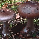 Amanita porphyria (muchomor porfirowy)