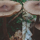 Inocybe asterospora (strzępiak gwiaździstozarodnikowy)