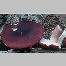 Russula sect. Polychromae ssect. Xerampelinae