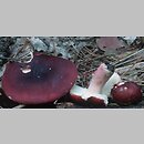 Russula xerampelina (gołąbek śledziowy)