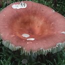 Russula velenovskyi (gołąbek ceglastoczerwony)