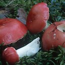 Russula (gołąbek)