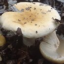 Russula fellea (gołąbek żółciowy)