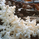 Hericium (soplówka)