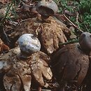 Geastrum pectinatum (gwiazdosz długoszyjkowy)