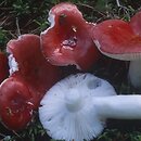 Russula emetica (gołąbek wymiotny)