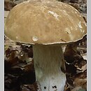 Boletus reticulatus (borowik usiatkowany)