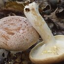 Lactarius chrysorrheus (mleczaj złocisty)