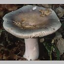 Russula sect. Heterophyllae