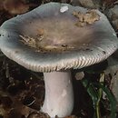 Russula ionochlora (gołąbek fiołkowozielony)