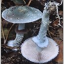 Stropharia aeruginosa (pierścieniak niebieskozielony)