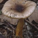 Russula puellaris (gołąbek skromny)