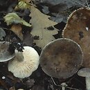 Lactarius azonites (mleczaj bezstrefowy)