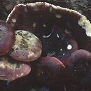 Russula atropurpurea (gołąbek ciemnopurpurowy)