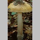 Amanita ceciliae (muchomor złotawy)