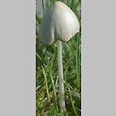 Conocybe (stożkówka)