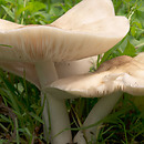 Pluteus petasatus (drobnołuszczak trocinowy)